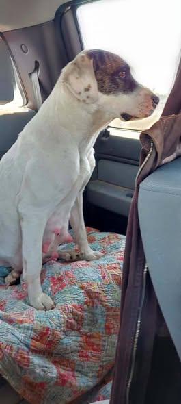 Enlarge Ella, a ADOPTABLE mixed breed in Okemah, OK image 2/6