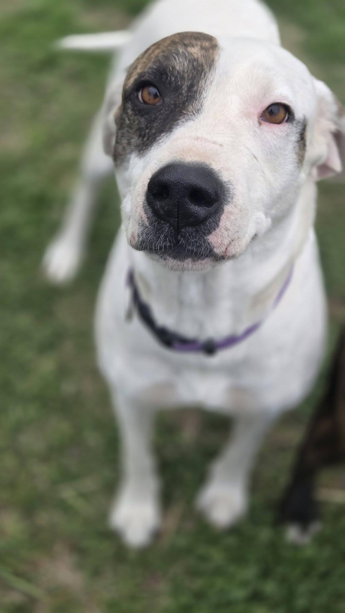 Enlarge Ella, a ADOPTABLE mixed breed in Okemah, OK image 2/6
