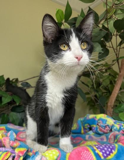 Drama, Adoptable, Adult Female Domestic Short Hair & Domestic Short Hair.