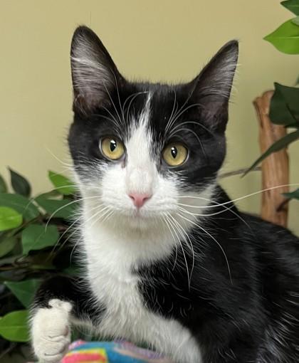Drama, a Adoptable mixed breed in Hastings, NE image 3/3
