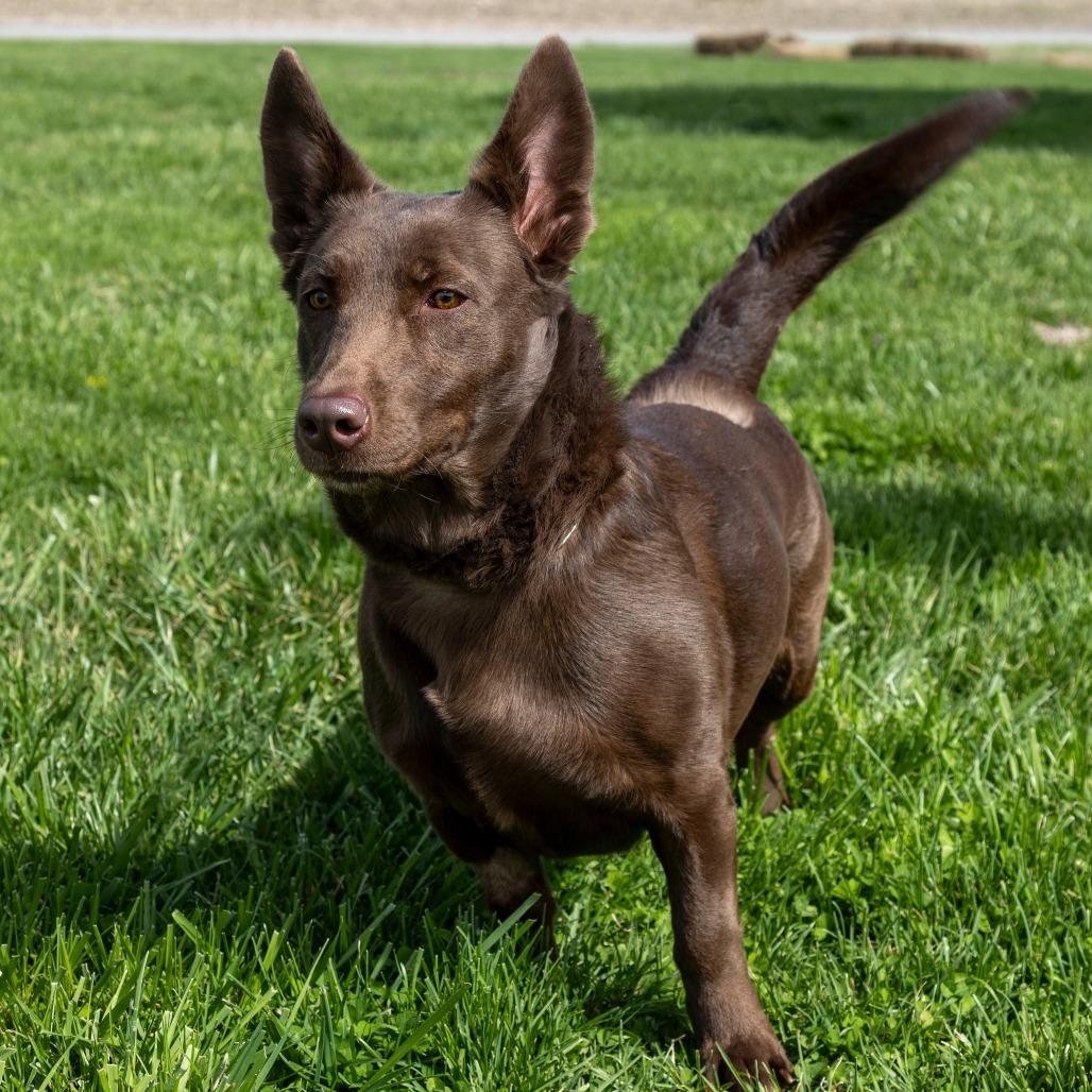 Quinn, Adoptable, Adult Female Mixed Breed.