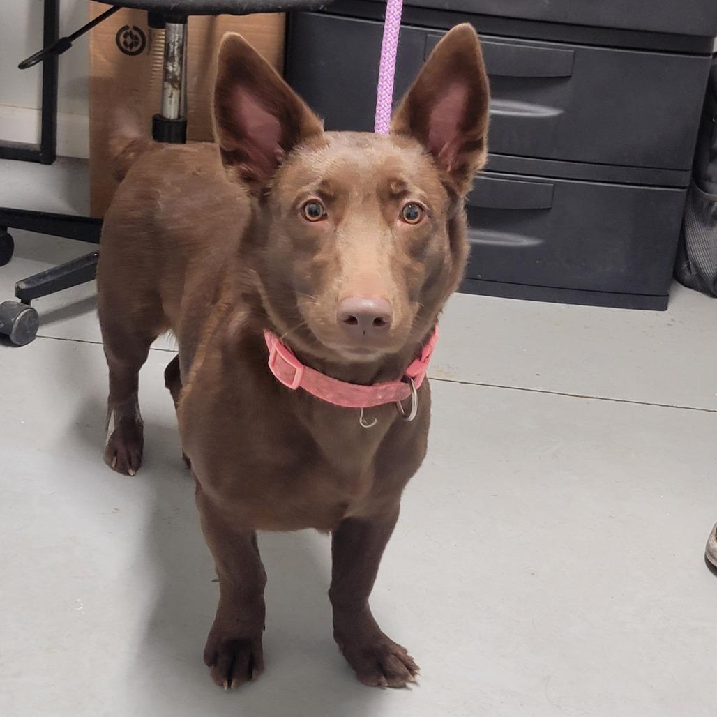 Quinn, a Adoptable Mixed Breed in Troy, IL image 2/4