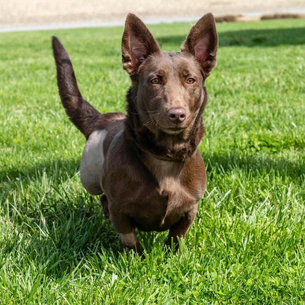 Quinn, a Adoptable Mixed Breed in Troy, IL image 3/4