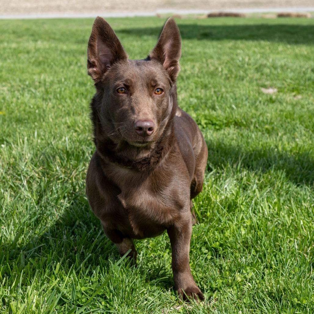 Quinn, a Adoptable Mixed Breed in Troy, IL image 4/4