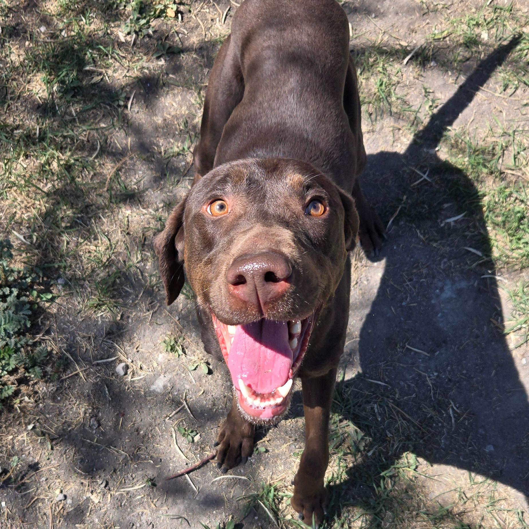 Denver, an adoptable Chocolate Labrador Retriever, Pointer in Lindon, UT, 84042 | Photo Image 1