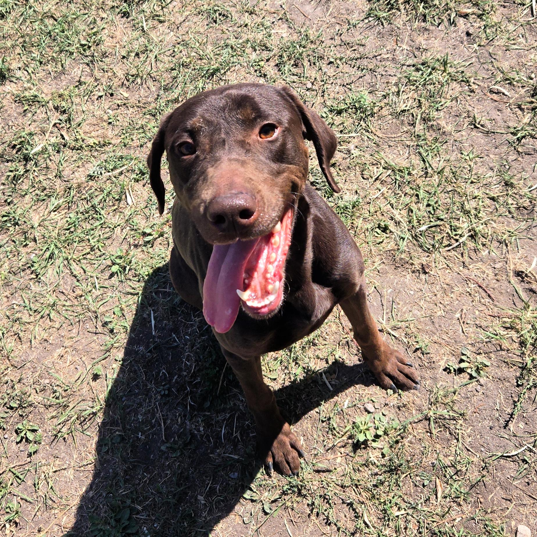 Denver, an adoptable Chocolate Labrador Retriever, Pointer in Lindon, UT, 84042 | Photo Image 3