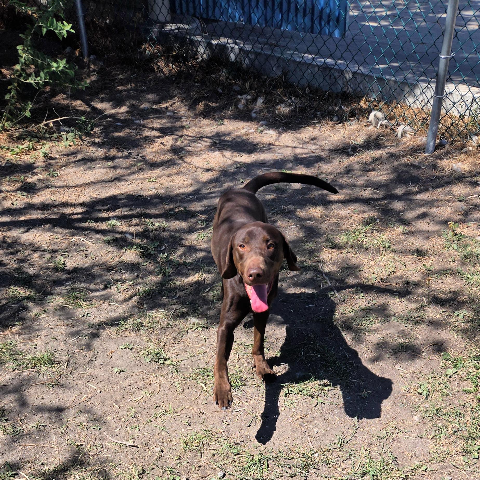 Denver, an adoptable Chocolate Labrador Retriever, Pointer in Lindon, UT, 84042 | Photo Image 5