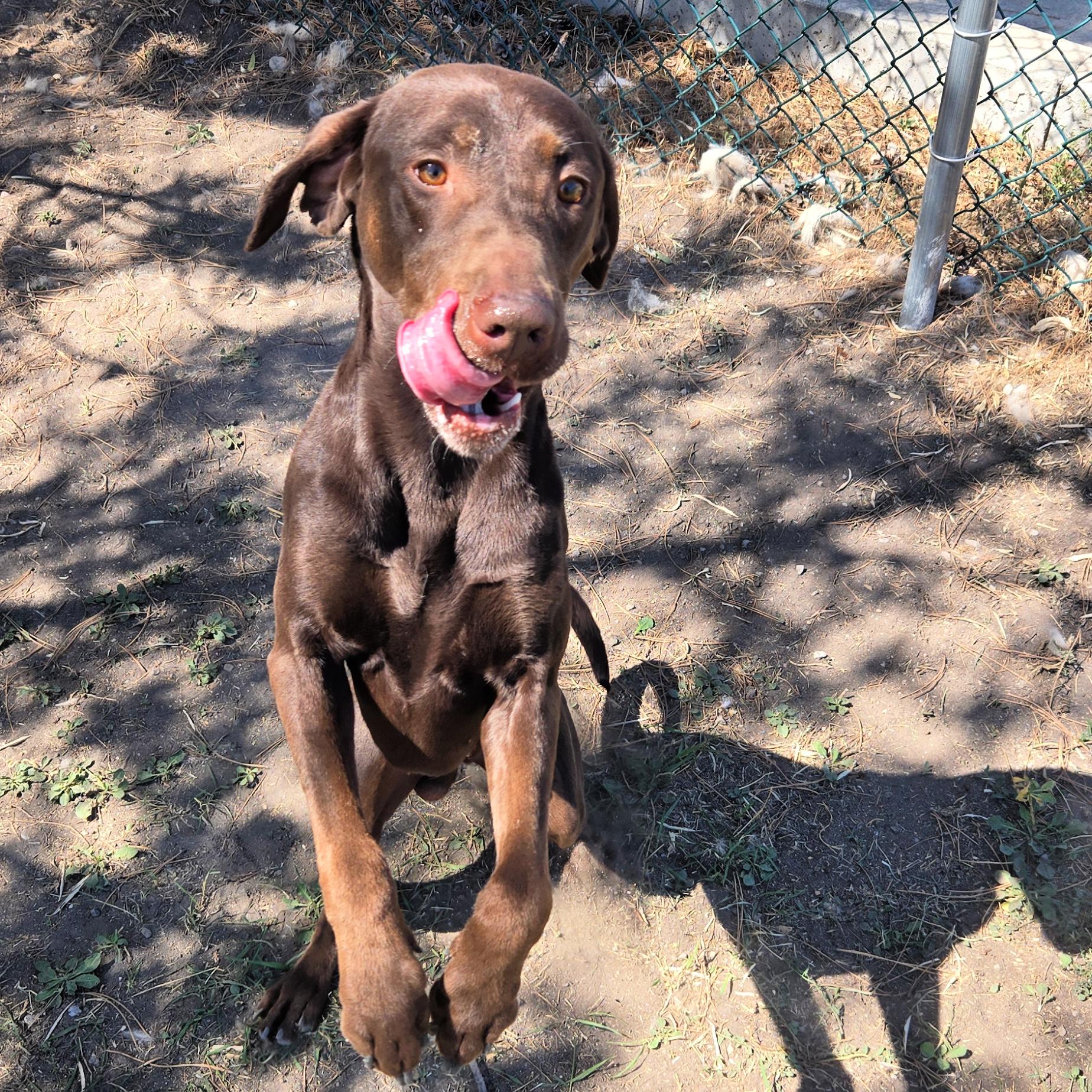 Denver, an adoptable Chocolate Labrador Retriever, Pointer in Lindon, UT, 84042 | Photo Image 2