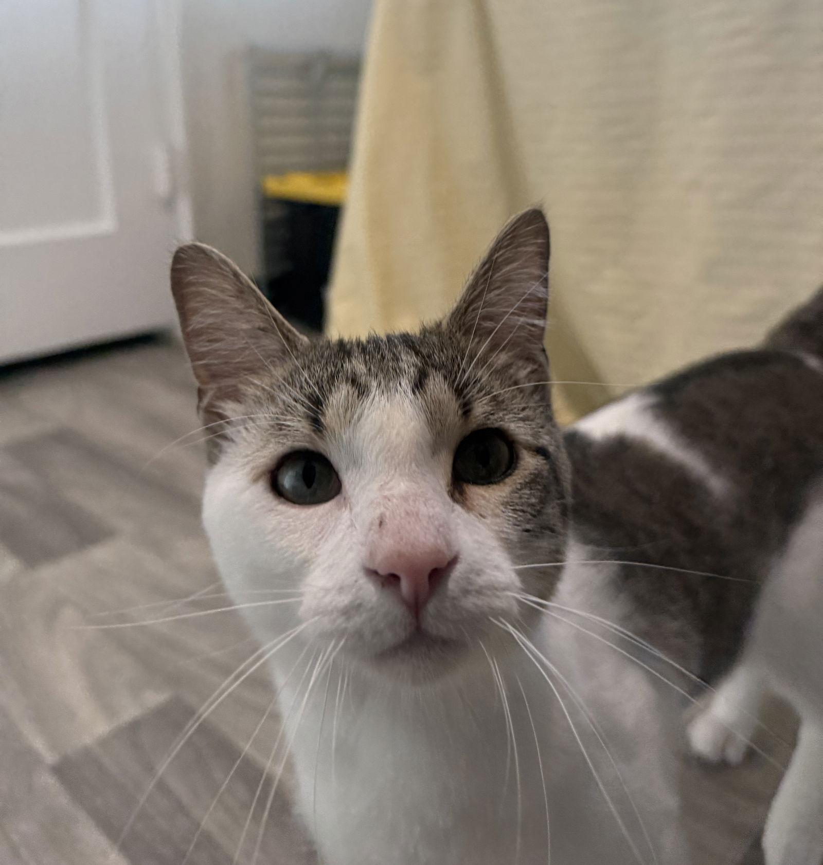 Bubba Duke, a Adoptable Domestic Short Hair in Fort Collins, CO image 1/3