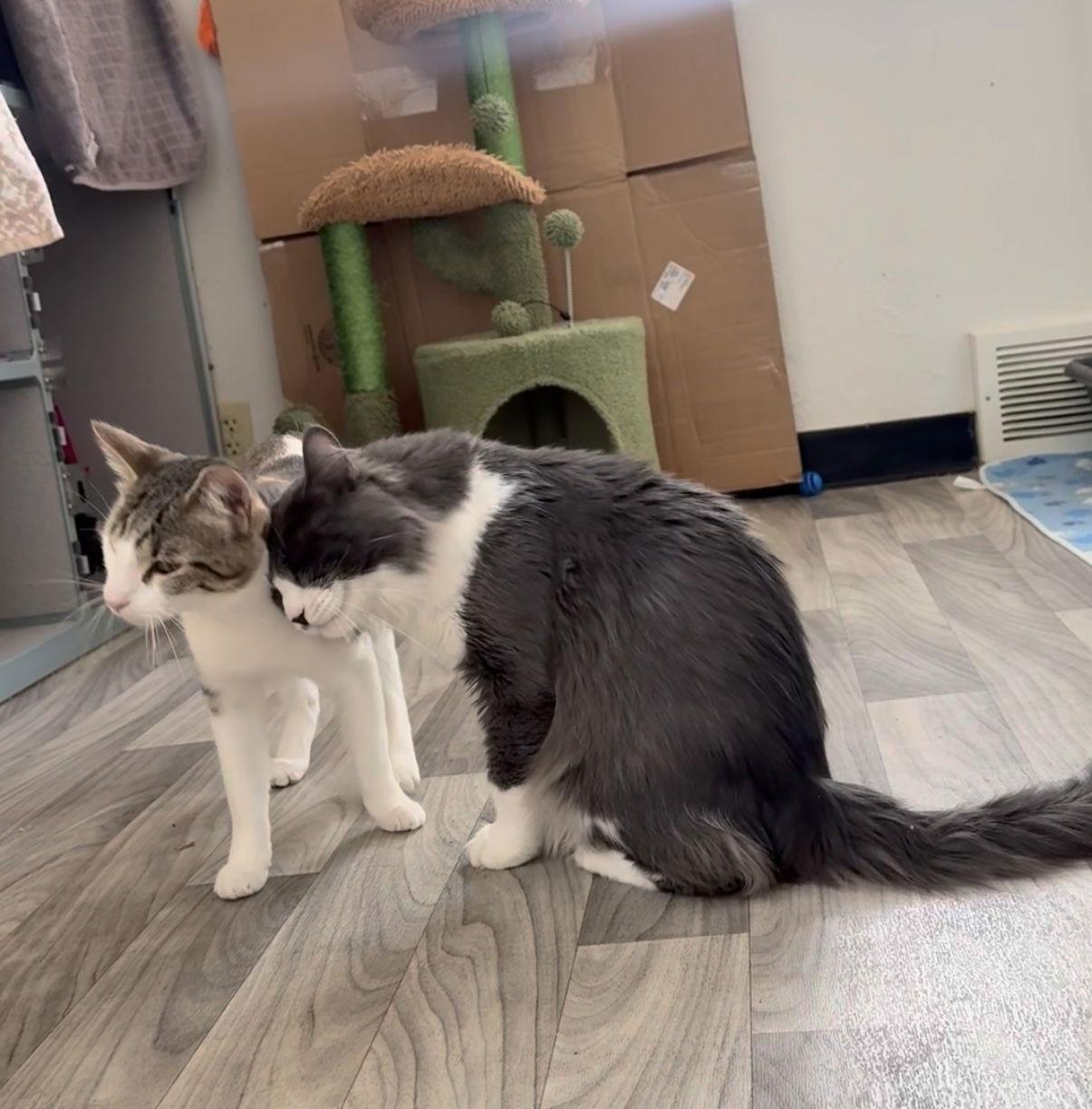 Bubba Duke, a Adoptable Domestic Short Hair in Fort Collins, CO image 2/3