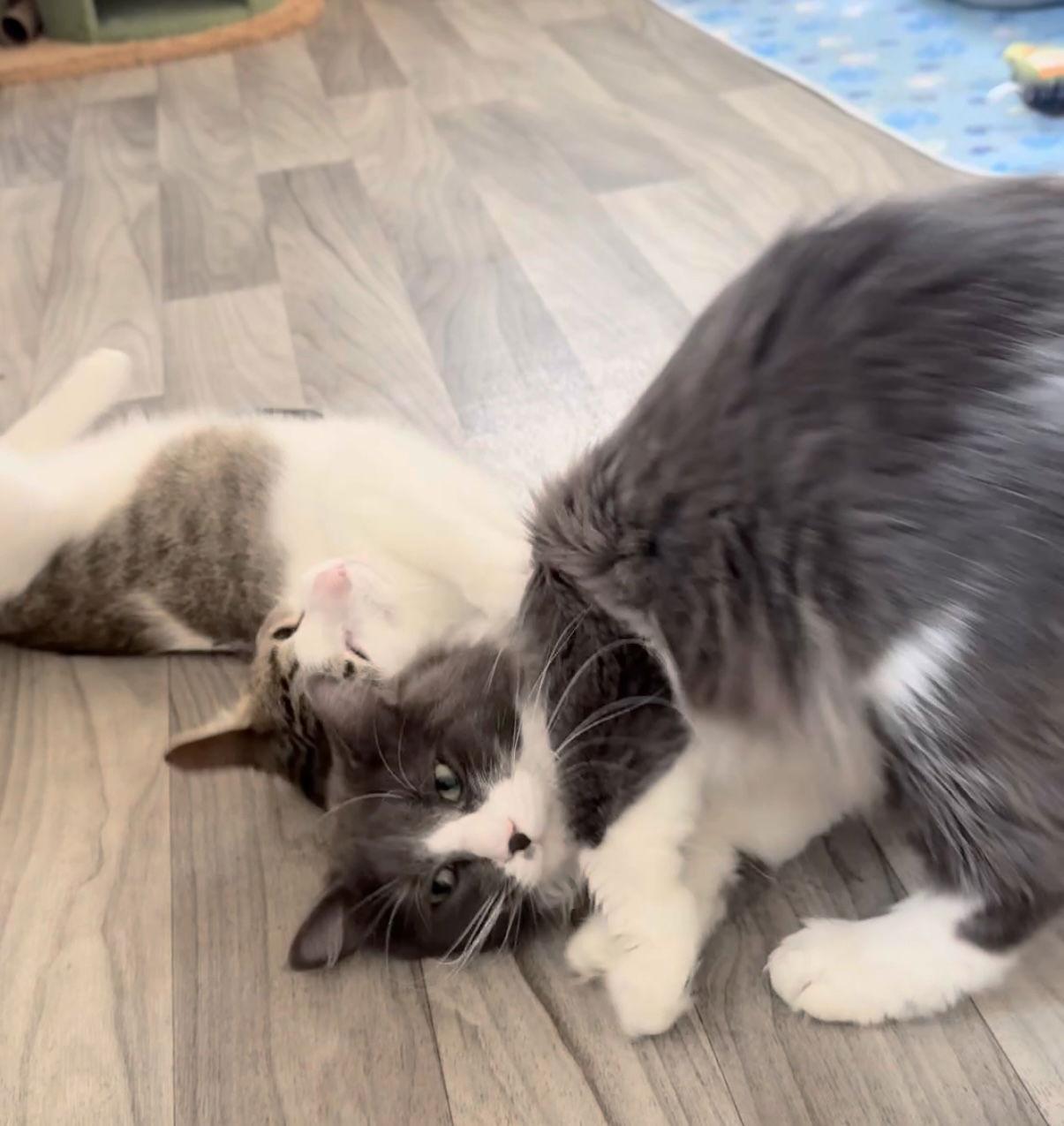 Bubba Duke, a Adoptable Domestic Short Hair in Fort Collins, CO image 3/3