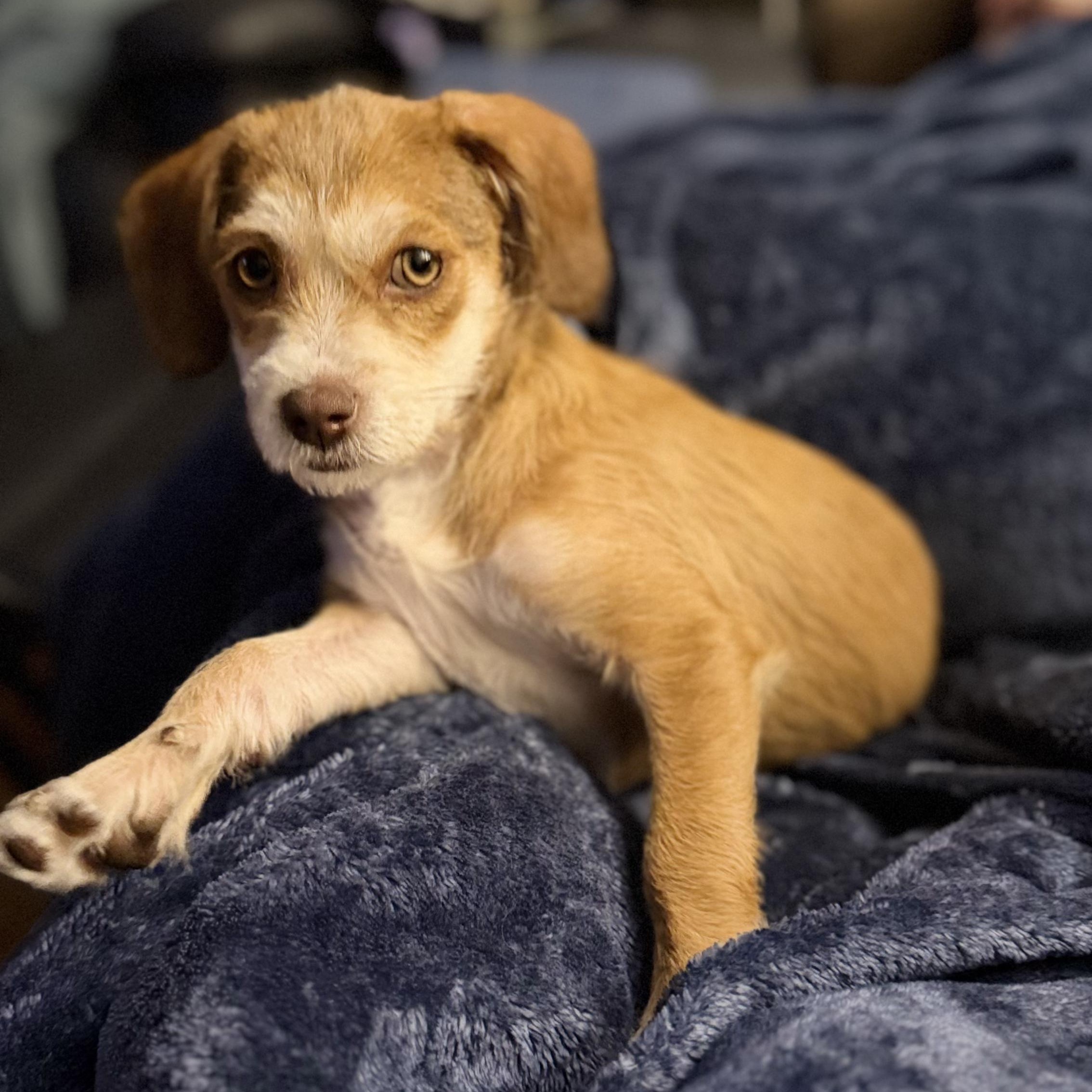 Petunia, adopted, Puppy Female Poodle & Terrier.