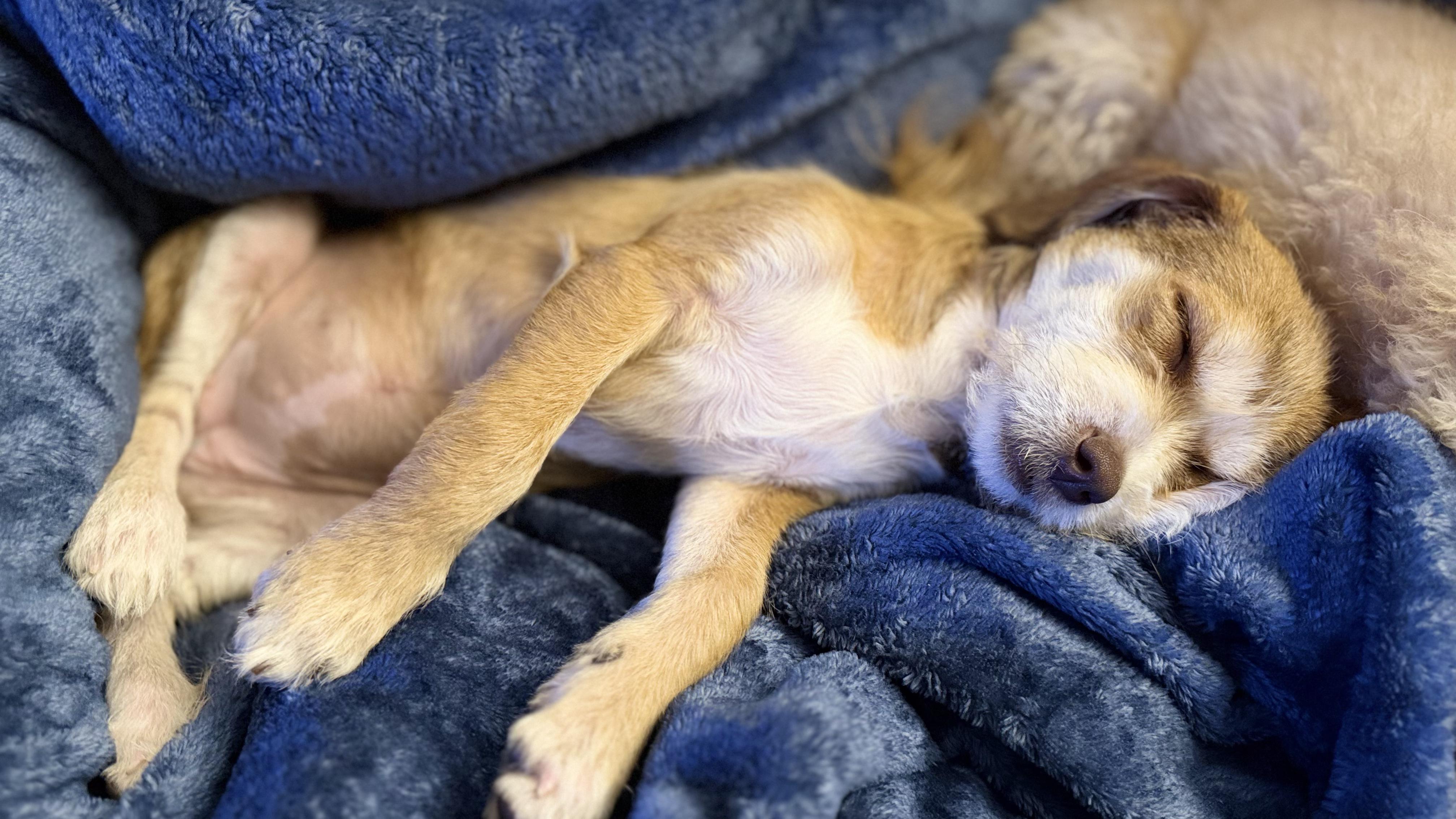 Enlarge Petunia, an adopted mixed breed in Copiague, NY image 3/6