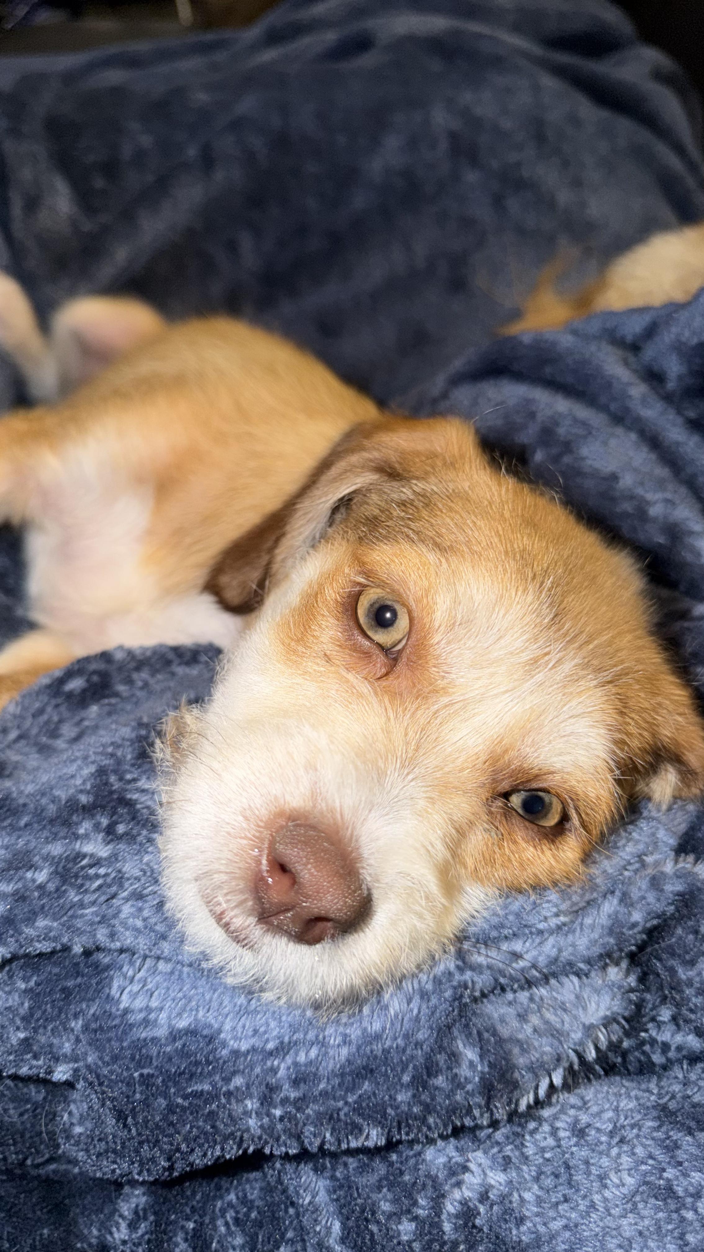 Enlarge Petunia, an adopted mixed breed in Copiague, NY image 4/6