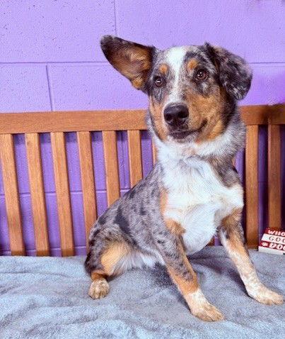 **RALLY**, Adopted, Young Male Australian Shepherd & Corgi.