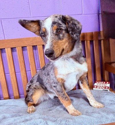 **RALLY**, a Adopted mixed breed in North Prairie, WI image 2/3