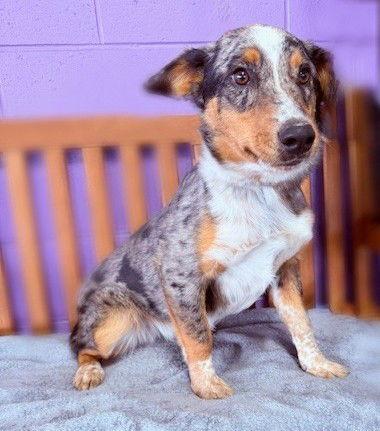 **RALLY**, a Adopted mixed breed in North Prairie, WI image 3/3