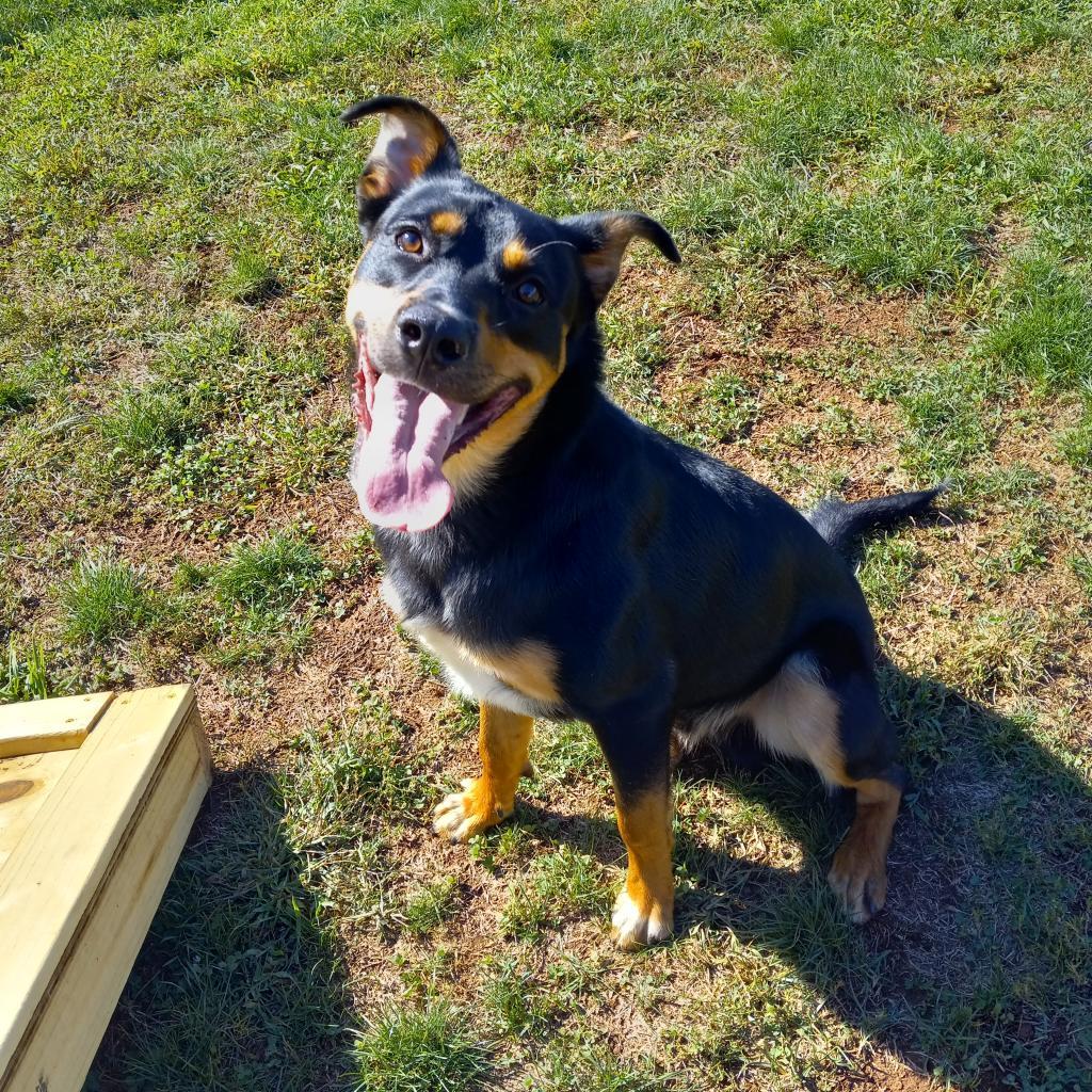 Rocky, Adoptable, Adult Male Mixed Breed.