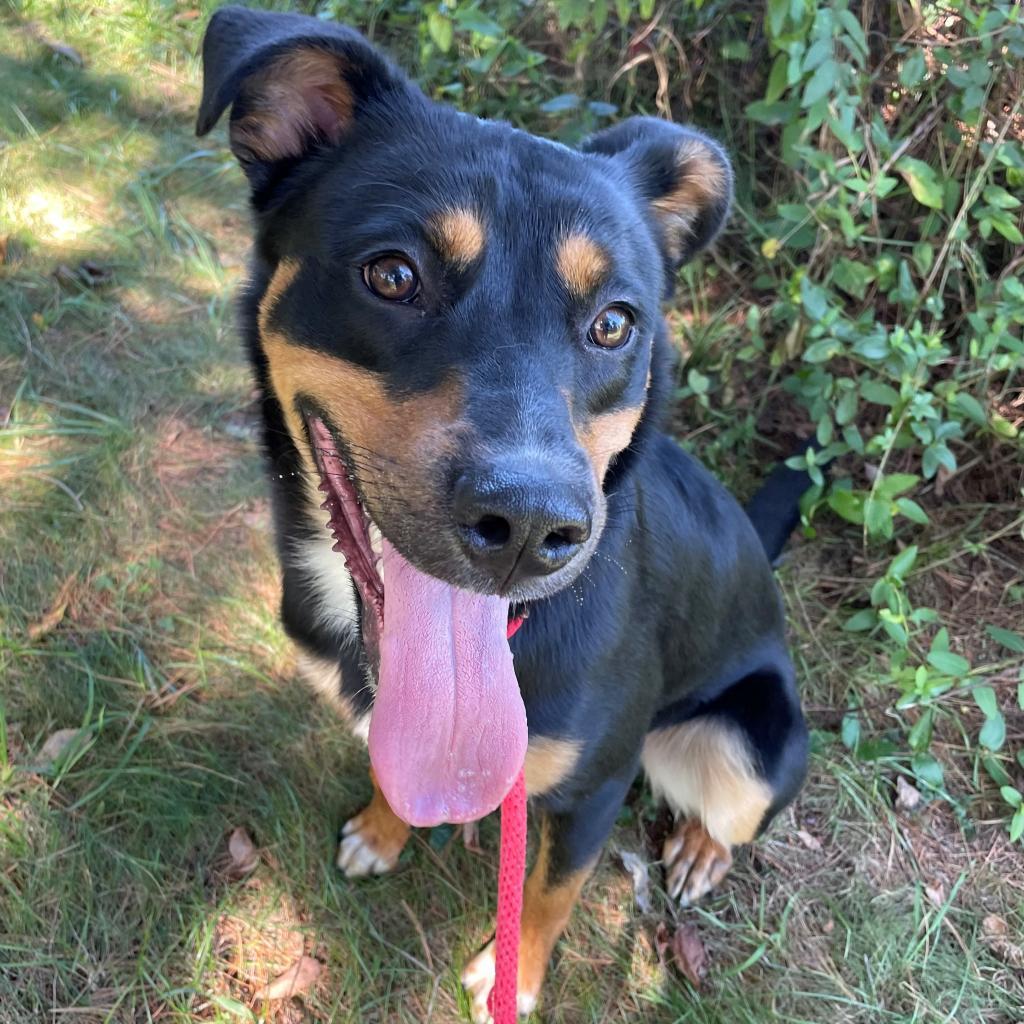 Rocky, a Adoptable Mixed Breed in York, PA image 3/6