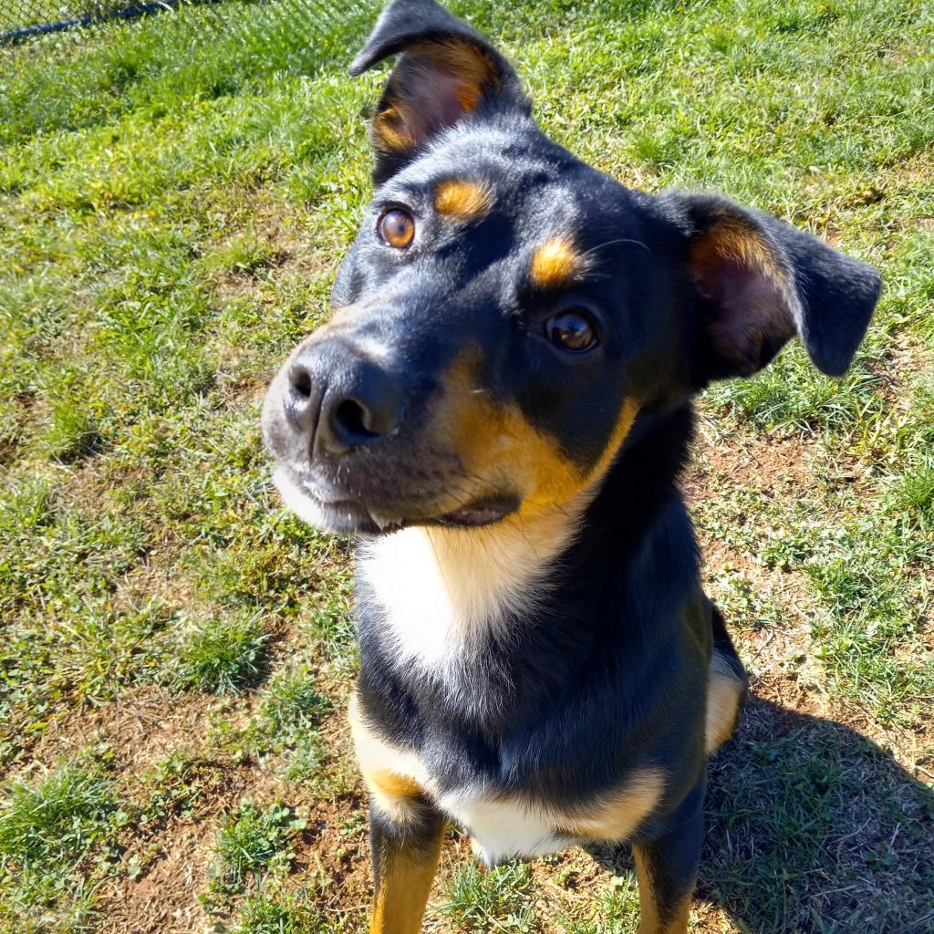 Rocky, a Adoptable Mixed Breed in York, PA image 4/6