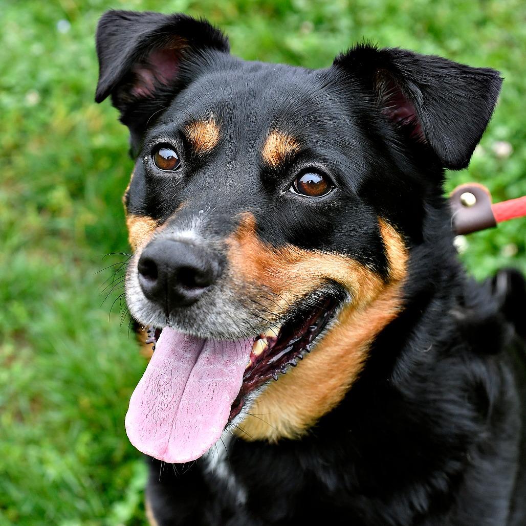 Rocky, a Adoptable Mixed Breed in York, PA image 5/6