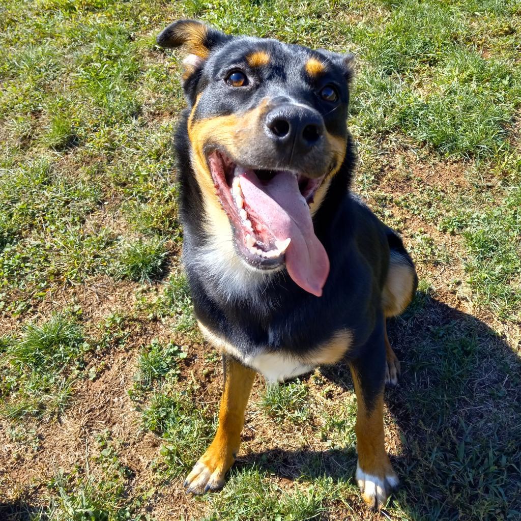 Rocky, a Adoptable Mixed Breed in York, PA image 6/6