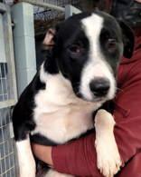 Enlarge Wren, a ADOPTABLE Mixed Breed in Commerce, TX image 1/3