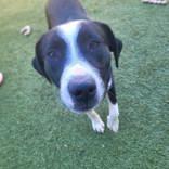 Enlarge Wren, a ADOPTABLE Mixed Breed in Commerce, TX image 2/3