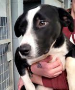 Enlarge Wren, a ADOPTABLE Mixed Breed in Commerce, TX image 3/3