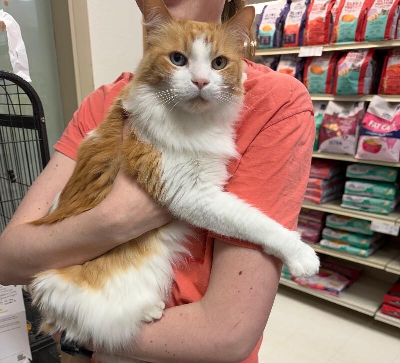Han Solo, Adoptable, Senior Male Domestic Long Hair.