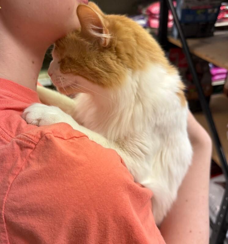 Han Solo, a Adoptable Domestic Long Hair in Fort Collins, CO image 2/6