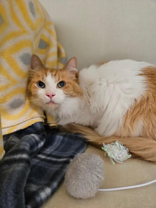 Han Solo, a Adoptable Domestic Long Hair in Fort Collins, CO image 3/6