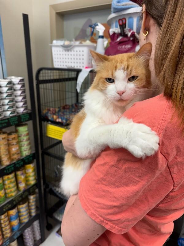 Han Solo, a Adoptable Domestic Long Hair in Fort Collins, CO image 4/6