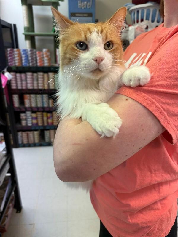 Han Solo, a Adoptable Domestic Long Hair in Fort Collins, CO image 5/6