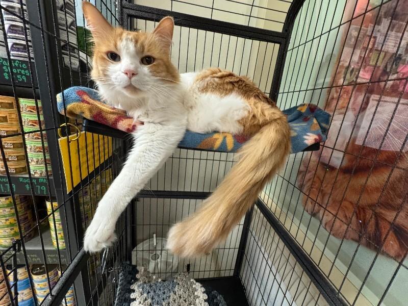 Han Solo, a Adoptable Domestic Long Hair in Fort Collins, CO image 6/6