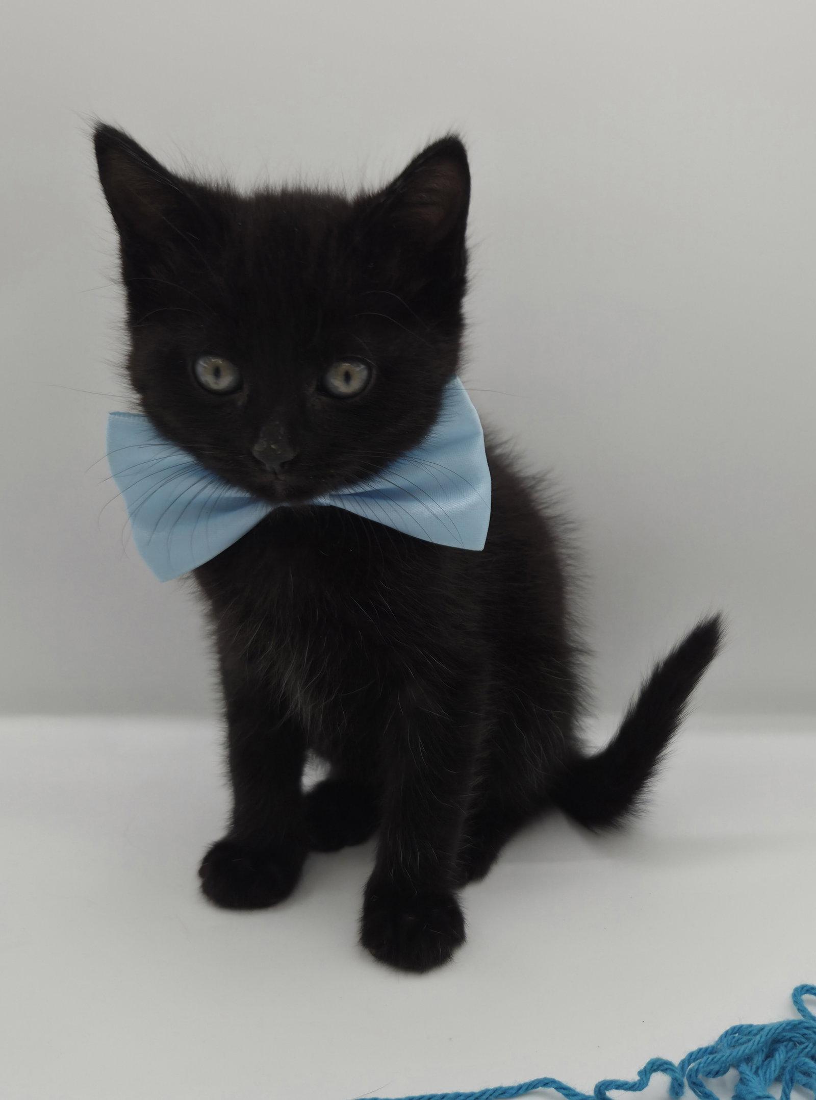 Enlarge Dodger, a Adopted mixed breed in Magnolia Springs, AL image 1/3