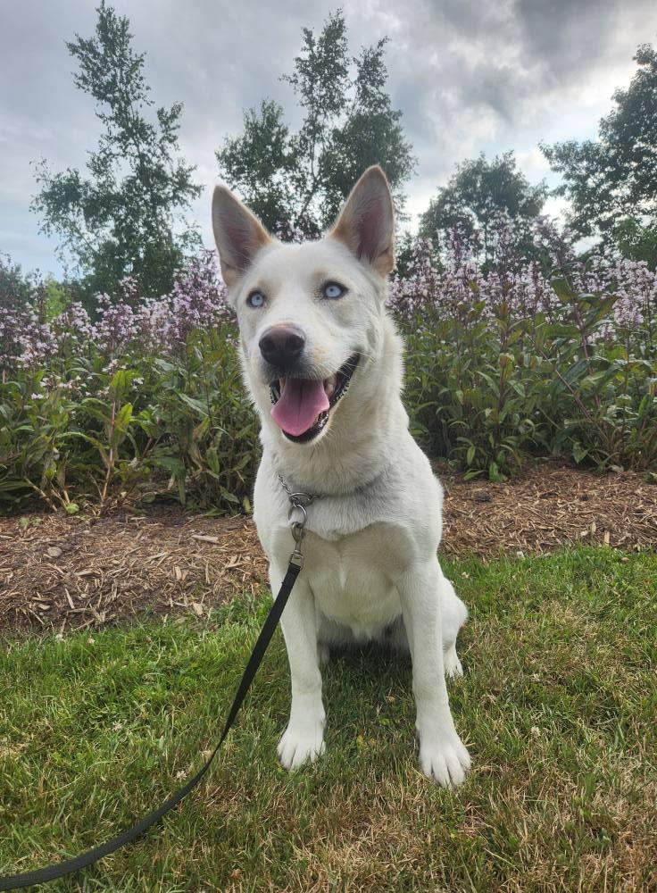 Winterblue, an adoptable Husky in Hawkestone, ON, L0L 1T0 | Photo Image 1
