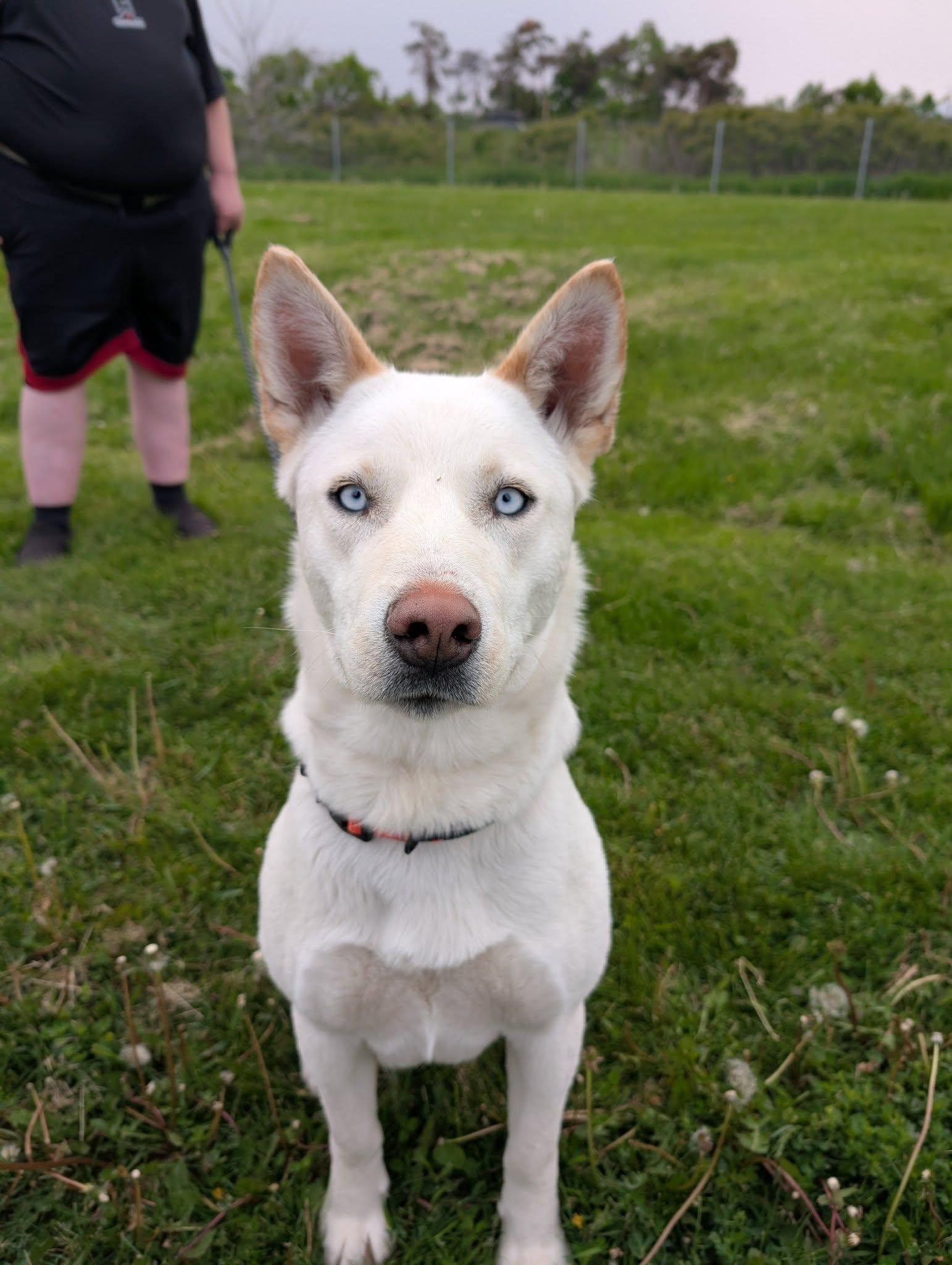 Winterblue, an adoptable Husky in Hawkestone, ON, L0L 1T0 | Photo Image 6