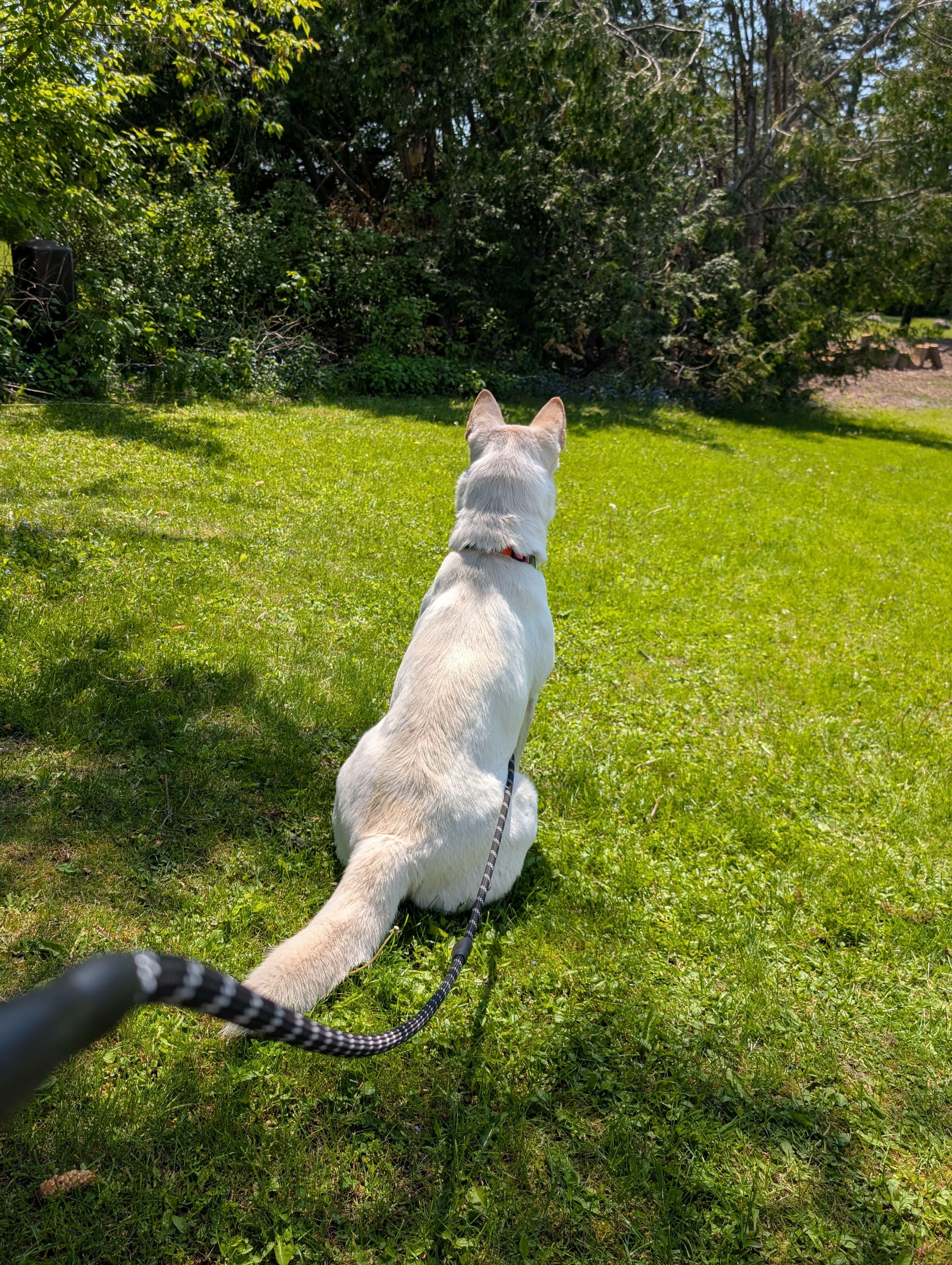 Winterblue, an adoptable Husky in Hawkestone, ON, L0L 1T0 | Photo Image 4