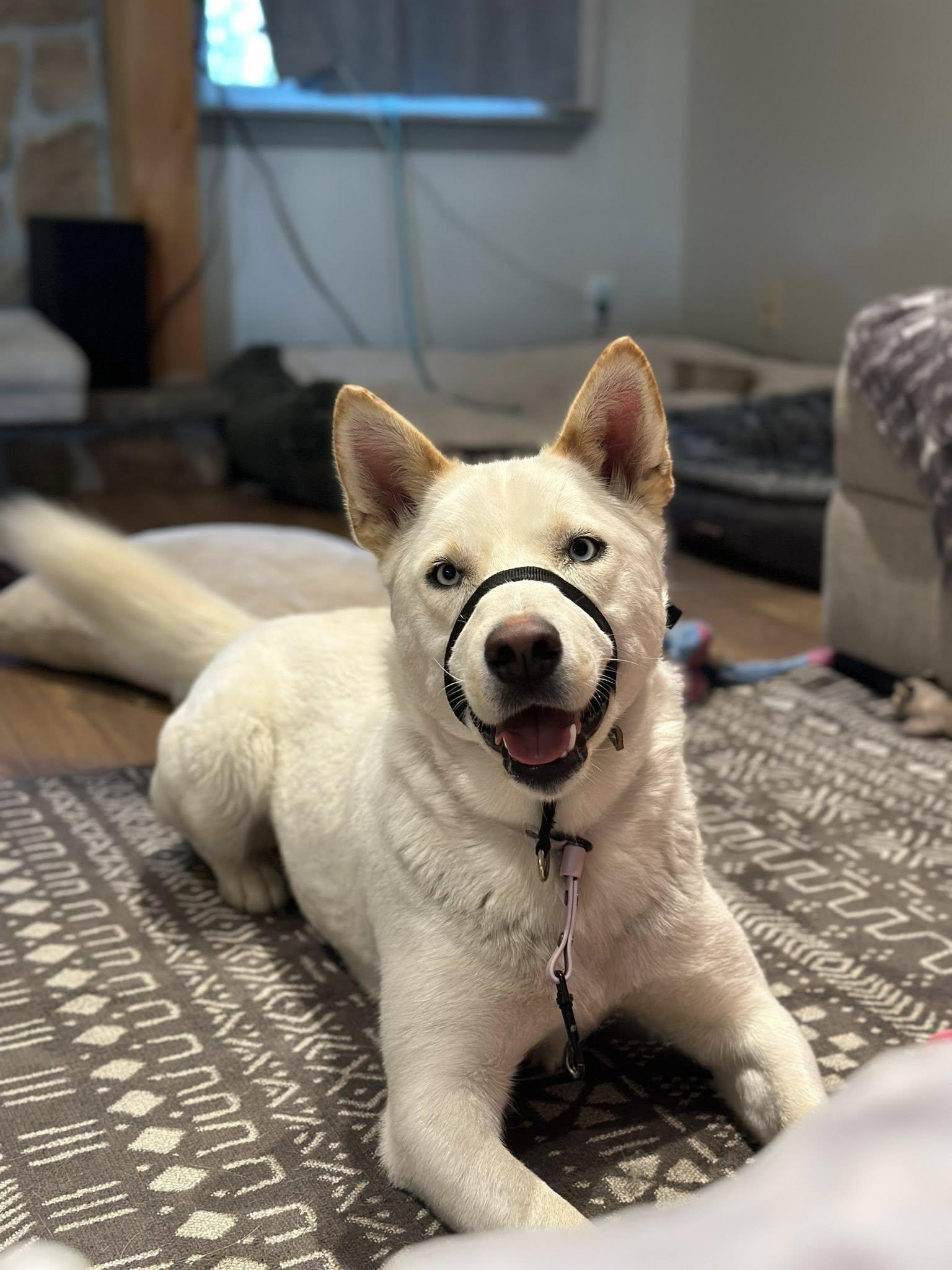 Winterblue, an adoptable Husky in Hawkestone, ON, L0L 1T0 | Photo Image 2