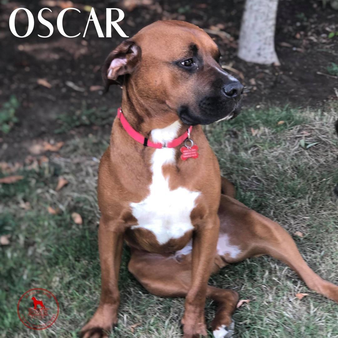 Enlarge Oscar, a Adopted Boxer in Stanwood, WA image 1/1