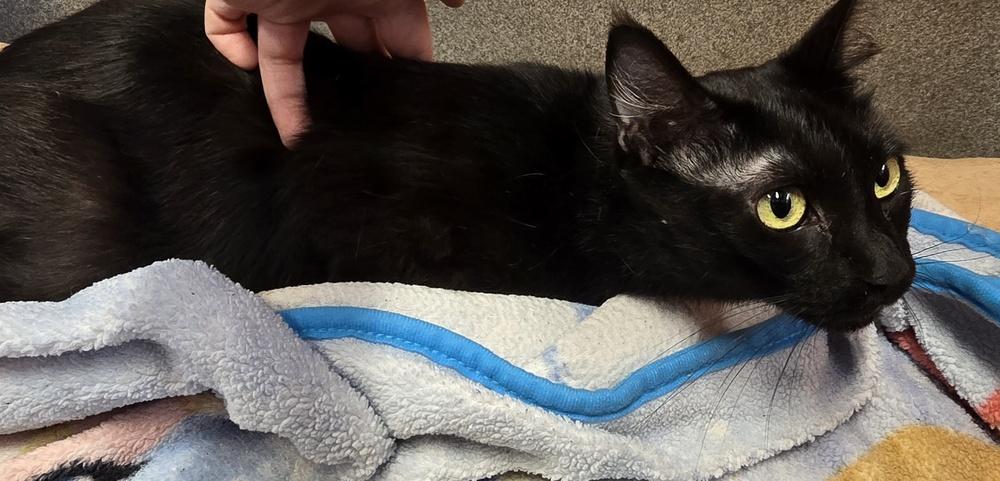 Mimi, a Adoptable Domestic Short Hair in Dickson, TN image 1/5