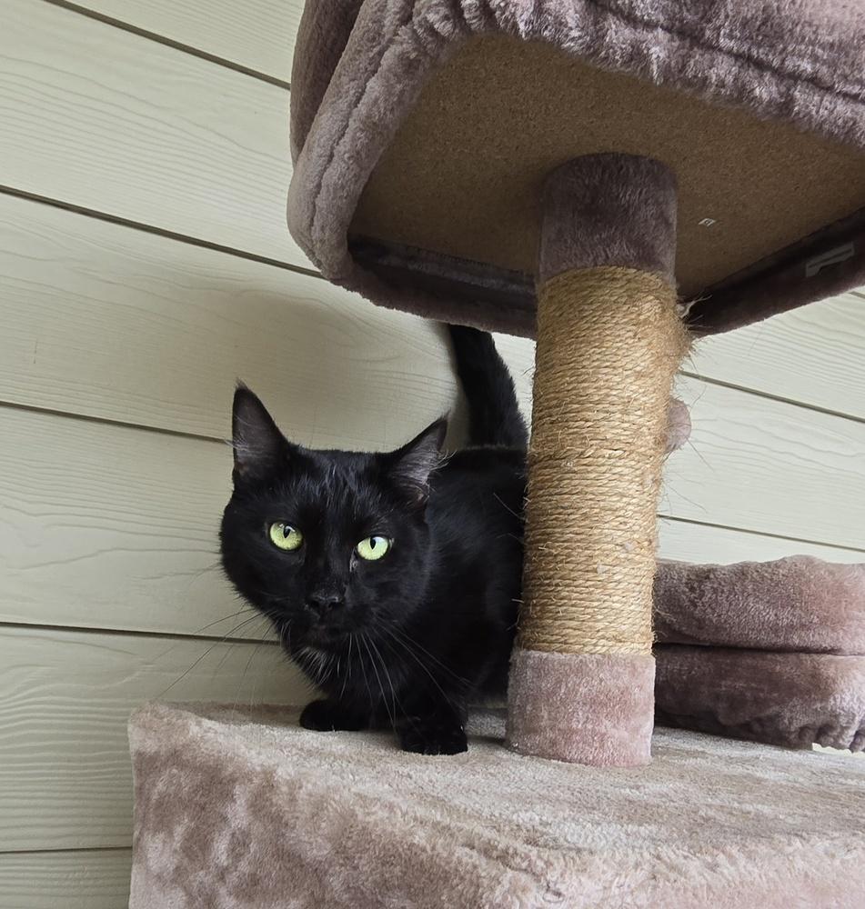 Mimi, a Adoptable Domestic Short Hair in Dickson, TN image 2/5