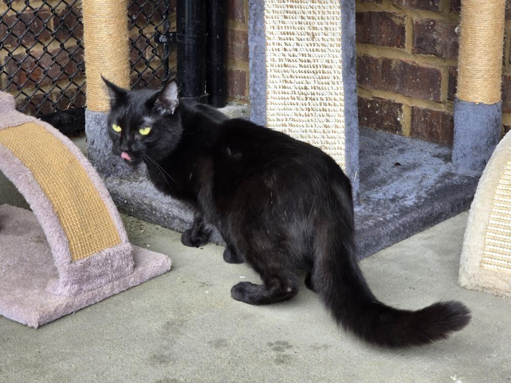 Mimi, a Adoptable Domestic Short Hair in Dickson, TN image 3/5