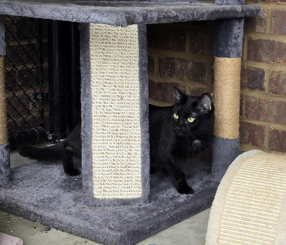 Mimi, a Adoptable Domestic Short Hair in Dickson, TN image 4/5