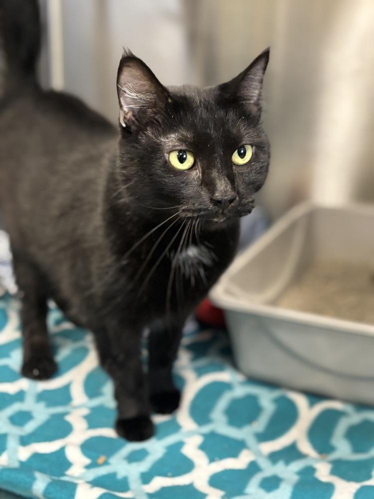 Mimi, a Adoptable Domestic Short Hair in Dickson, TN image 5/5