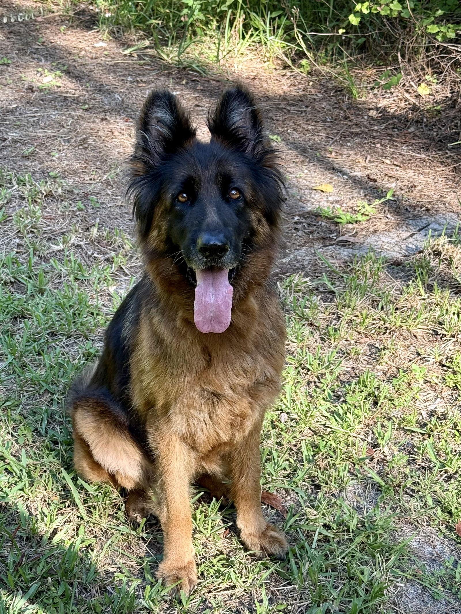 Enlarge Zena 3126, a Adopted German Shepherd Dog in Pompano Beach, FL image 1/3
