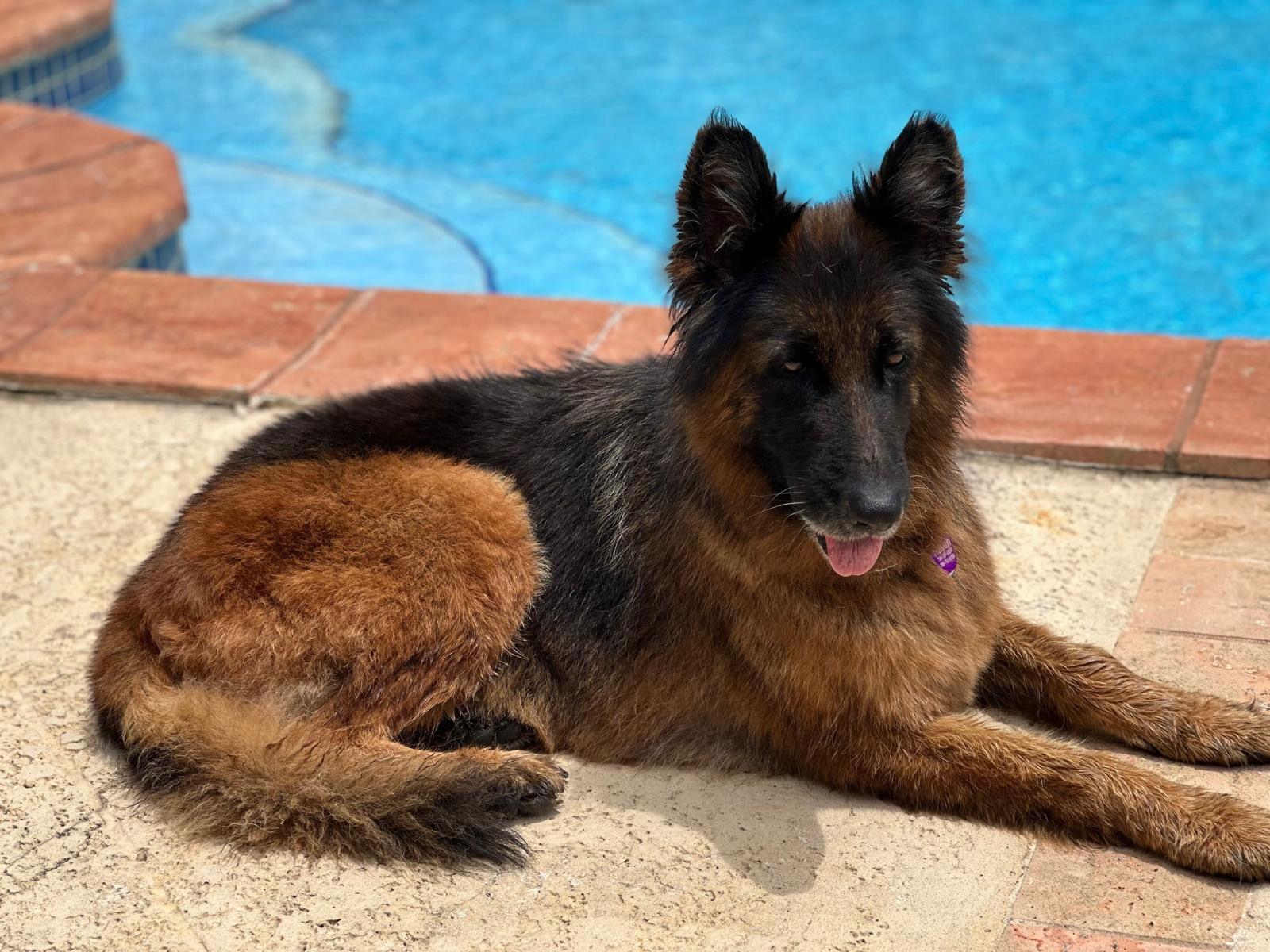 Enlarge Zena 3126, a Adopted German Shepherd Dog in Pompano Beach, FL image 2/3