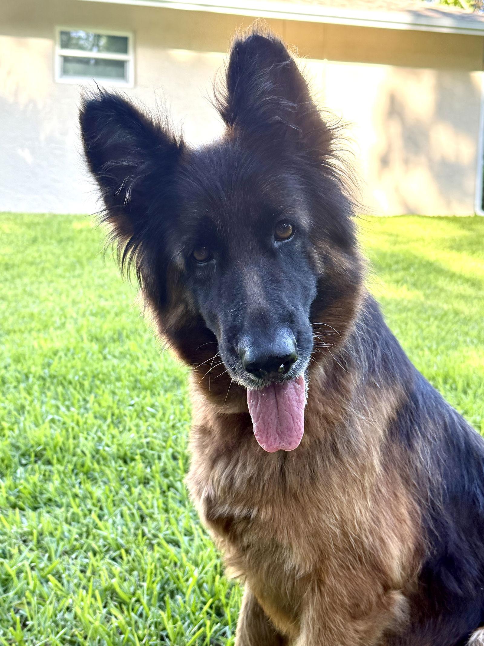 Enlarge Zena 3126, a Adopted German Shepherd Dog in Pompano Beach, FL image 3/3