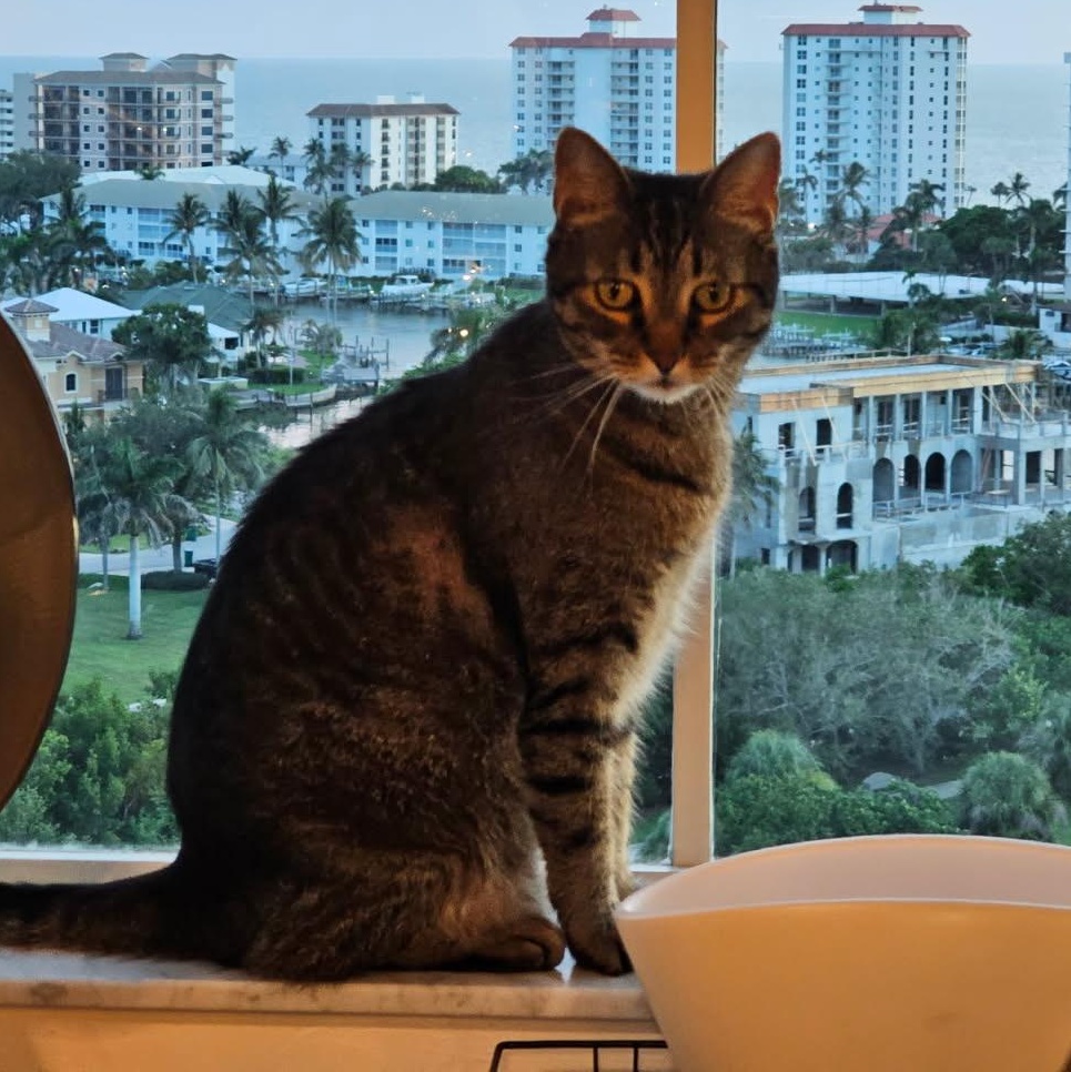 Enlarge Olivia, an adopted Domestic Short Hair in Bonita Springs, FL image 3/4
